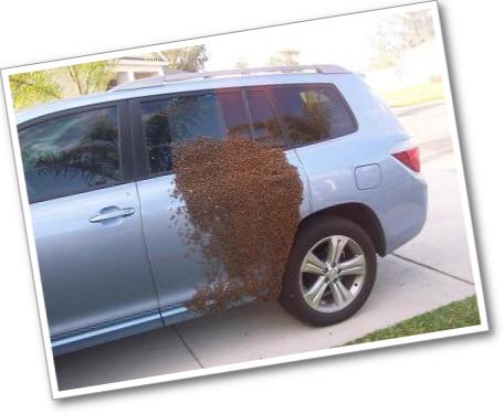 Bee Swarm on a Van!